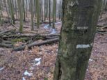 Pôvodnú trasu zahatali popadané stromy, na tých stojacich sú už len značky, ktoré nahradili pôvodnú červenú (smer Smolenice) (2023)